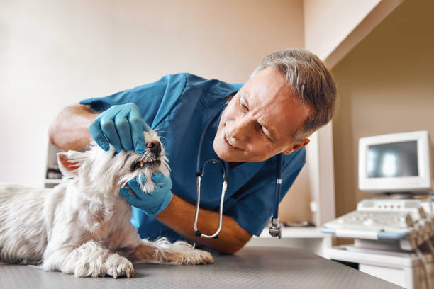 Best Emergency Dentist for Knocked-Out Tooth in Carlyle, IL